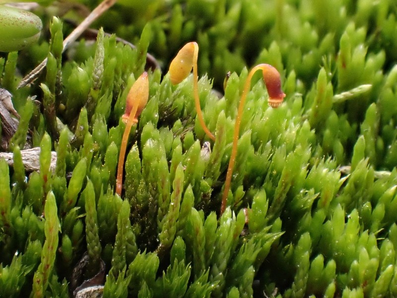 Obtuseleaf Pohlia Moss photo 3