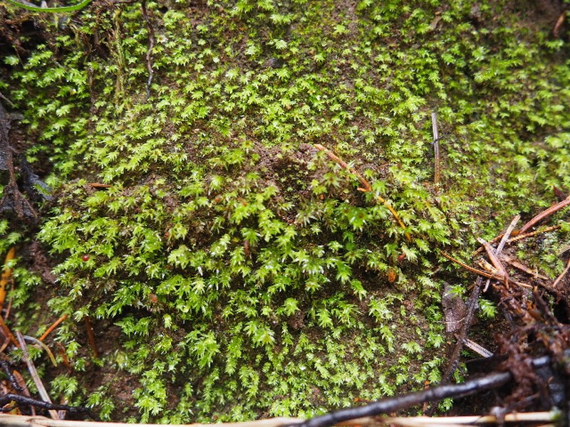 Pacific Pohlia Moss photo 3