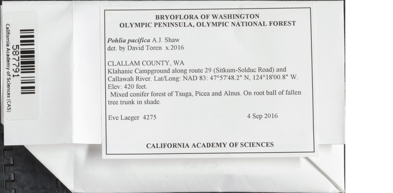Pacific Pohlia Moss photo 6