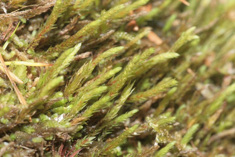 Pohlia Moss
