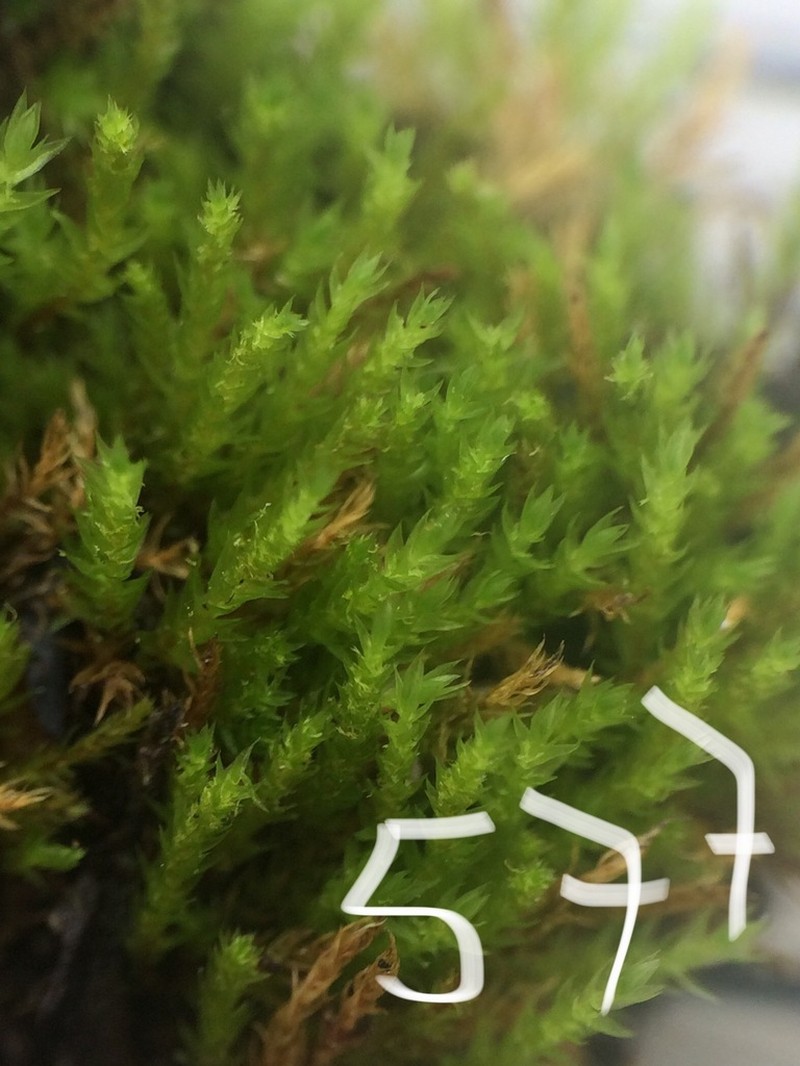Pohlia Moss