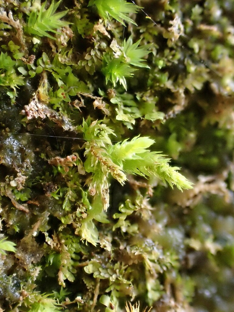 Pohlia Moss photo 2