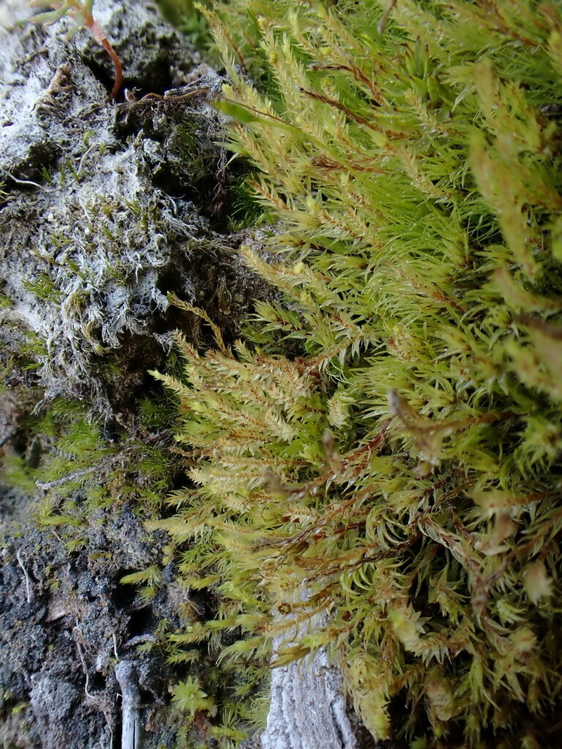 Pohlia Moss photo 3