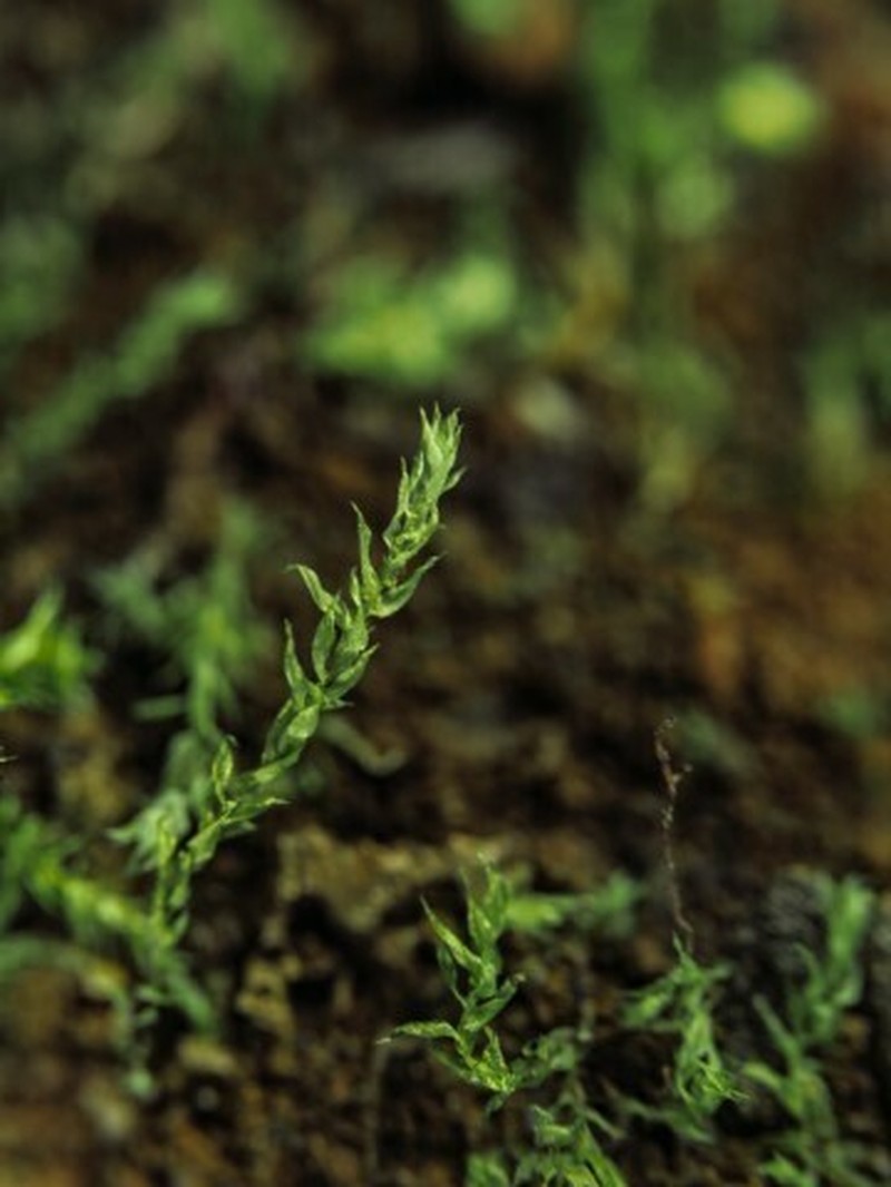 Pohlia Moss photo 4
