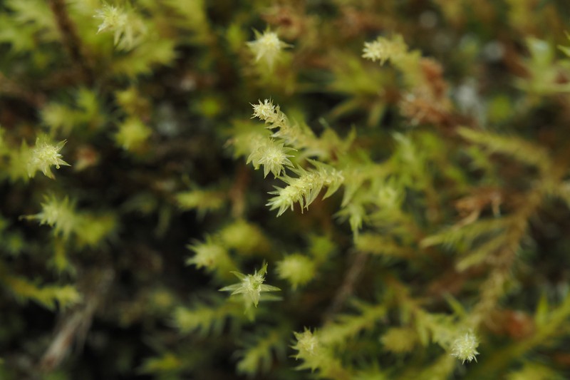 Pohlia Moss photo 5