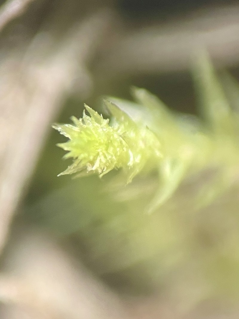 Pohlia Moss photo 6