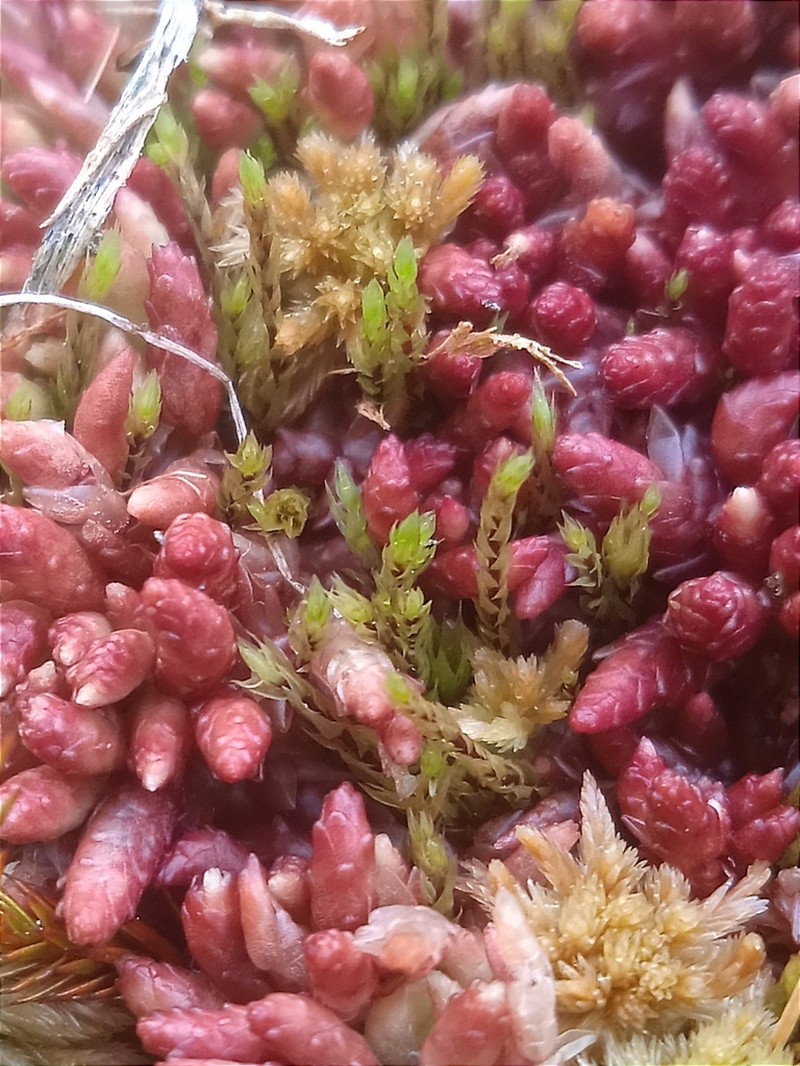 Pohlia Moss
