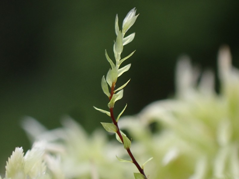 Pohlia Moss photo 2