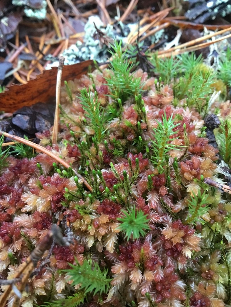 Pohlia Moss photo 3