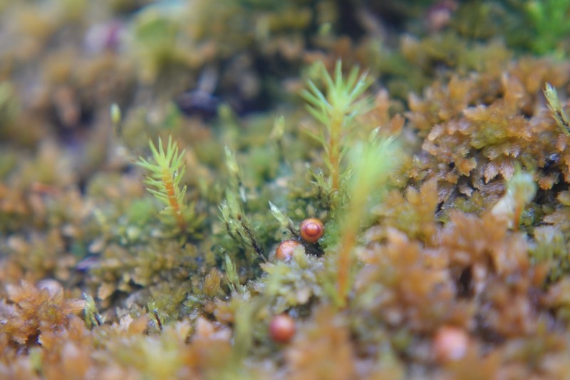 Pohlia Moss photo 4