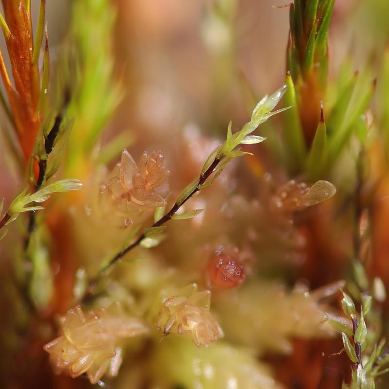 Pohlia Moss photo 5