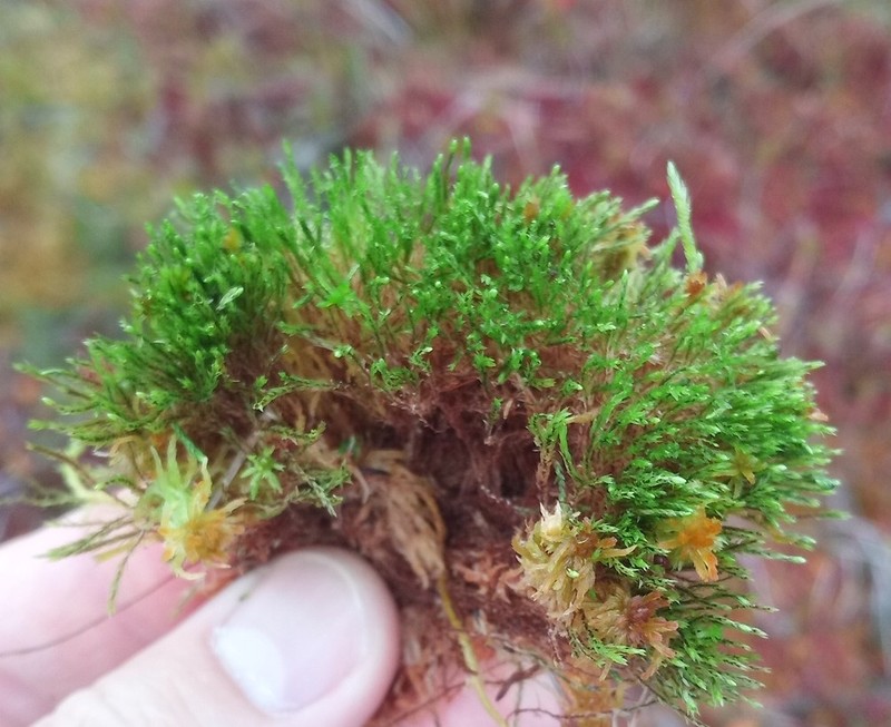 Pohlia Moss photo 6