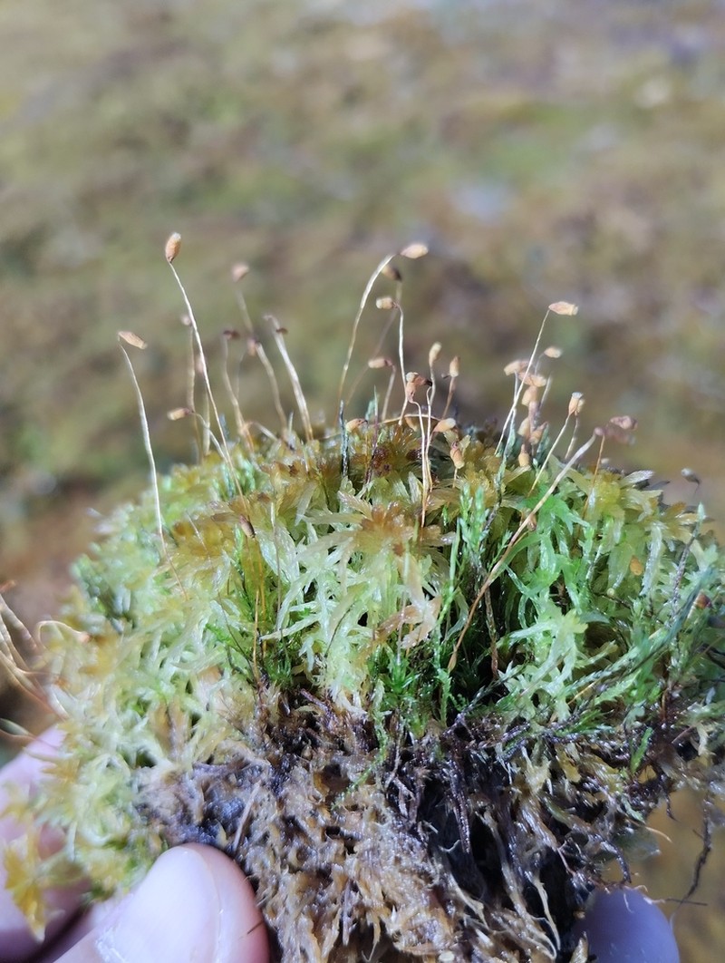 Pohlia Moss photo 7