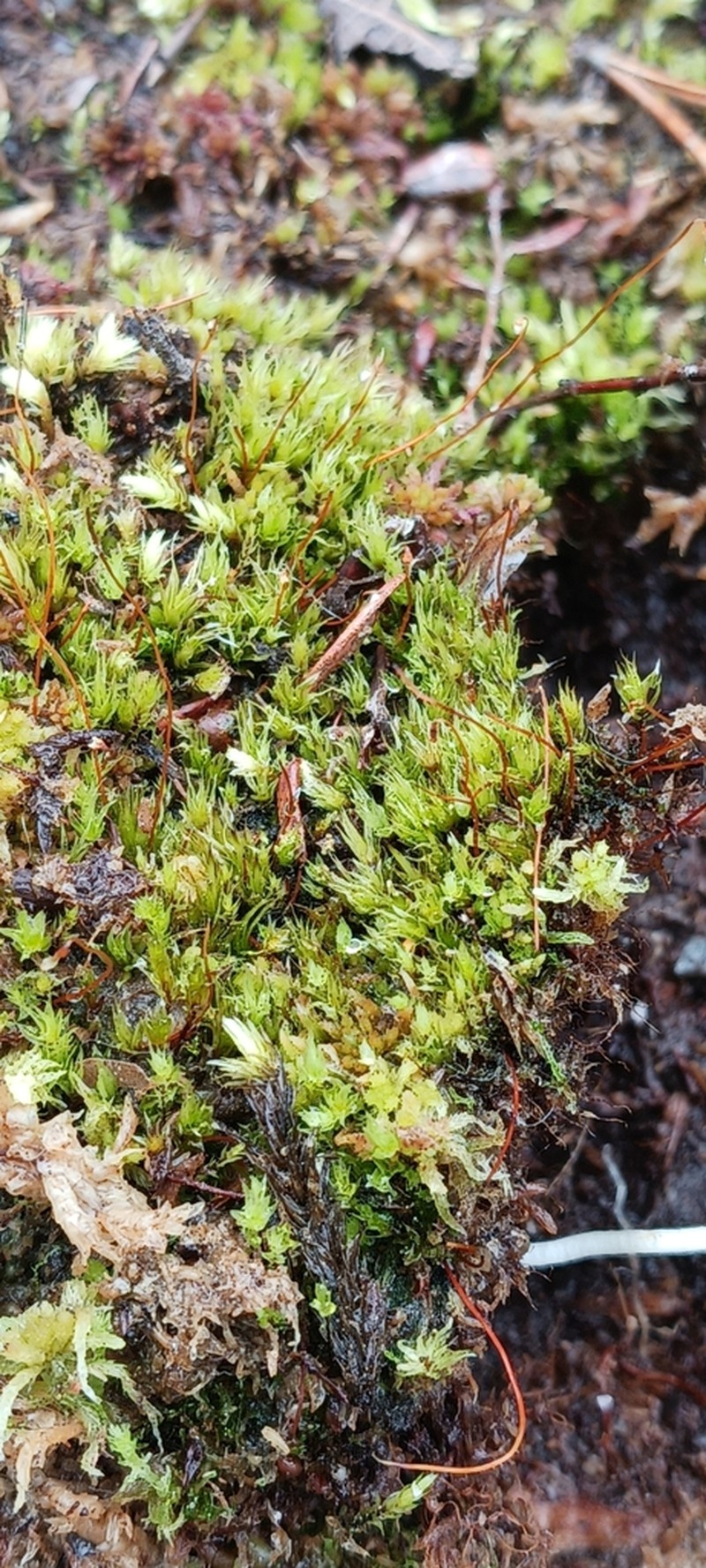 Pohlia Moss photo 8