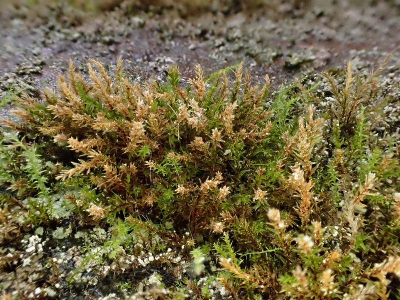 Tundra Pohlia Moss