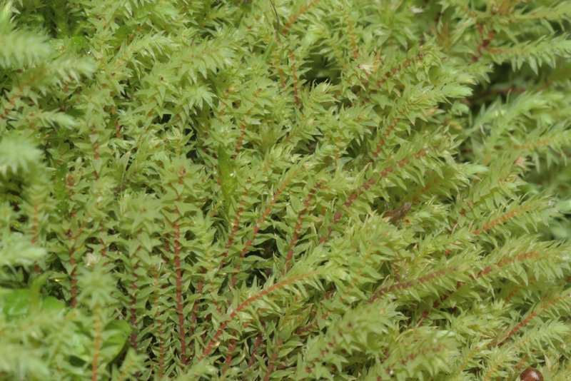 Wahlenberg'S Pohlia Moss