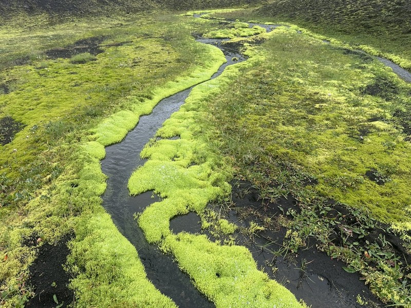 Wahlenberg'S Pohlia Moss photo 2