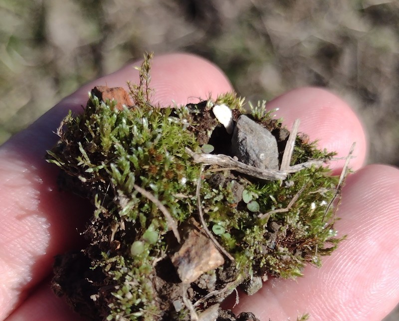 Wahlenberg'S Pohlia Moss photo 3
