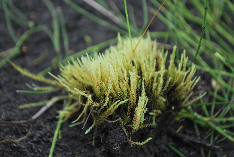 Wahlenberg'S Pohlia Moss photo 4