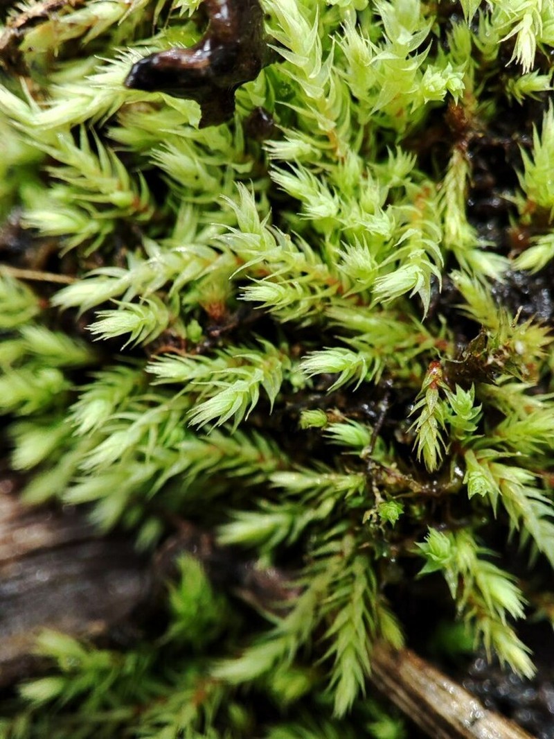 Wahlenberg'S Pohlia Moss photo 5