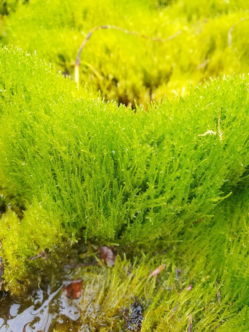 Wahlenberg'S Pohlia Moss photo 6