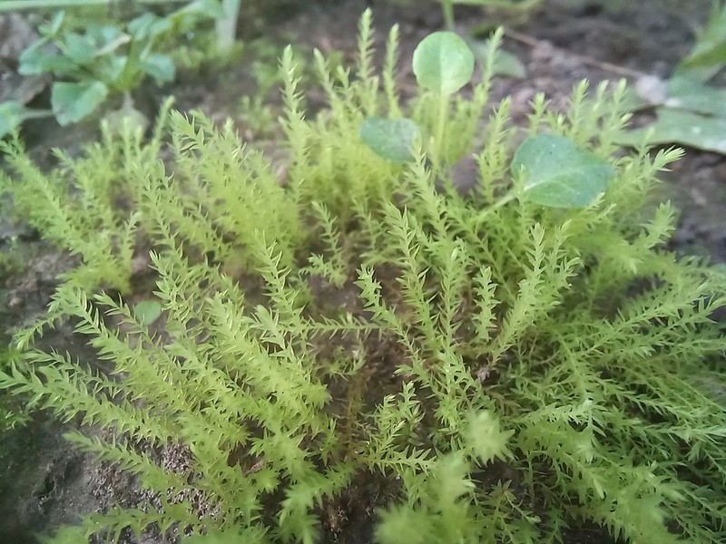 Wahlenberg'S Pohlia Moss photo 7