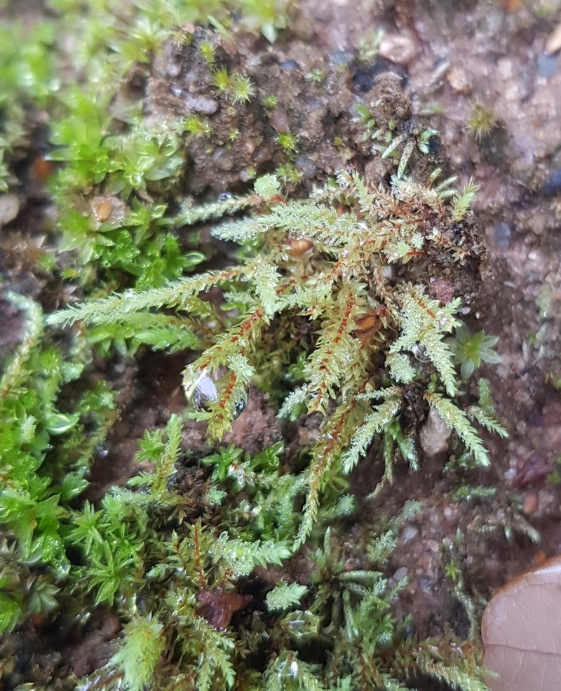Wahlenberg'S Pohlia Moss photo 8