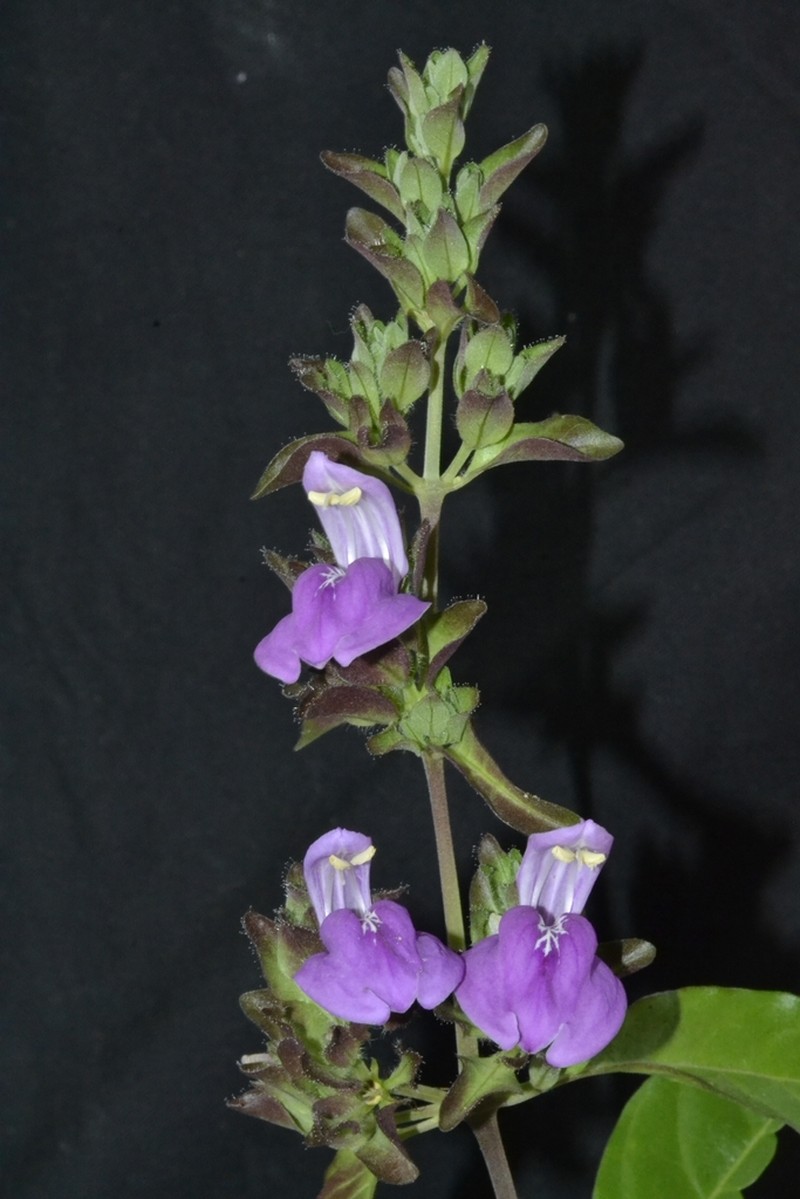 Poikilacanthus bahiensis photo 2