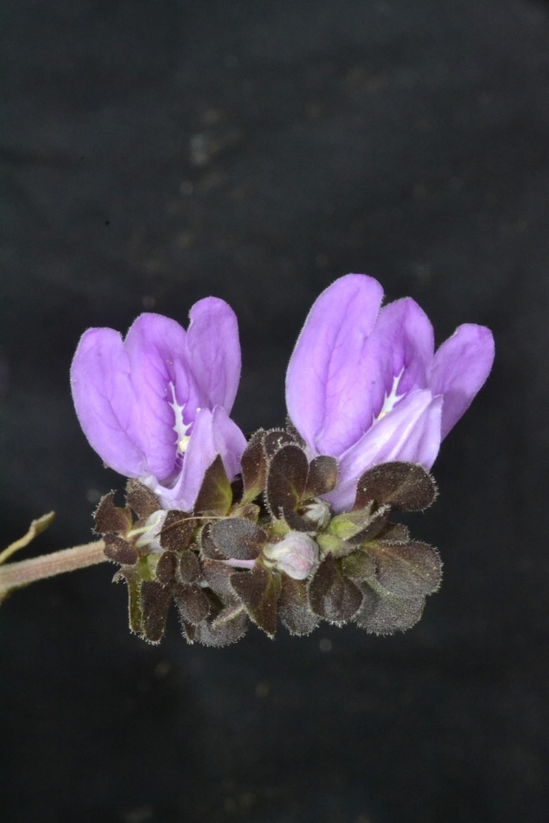 Poikilacanthus bahiensis photo 3