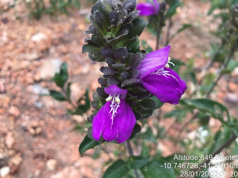 Poikilacanthus bahiensis photo 4