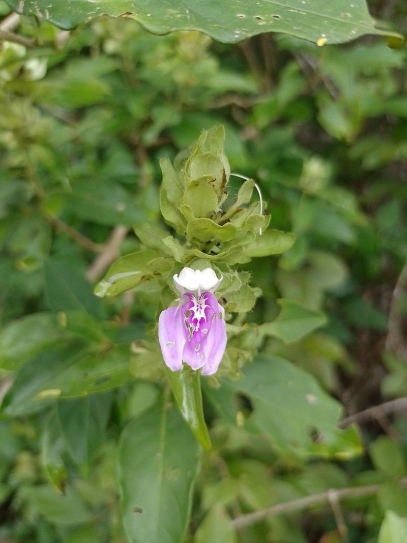 Poikilacanthus bahiensis photo 5