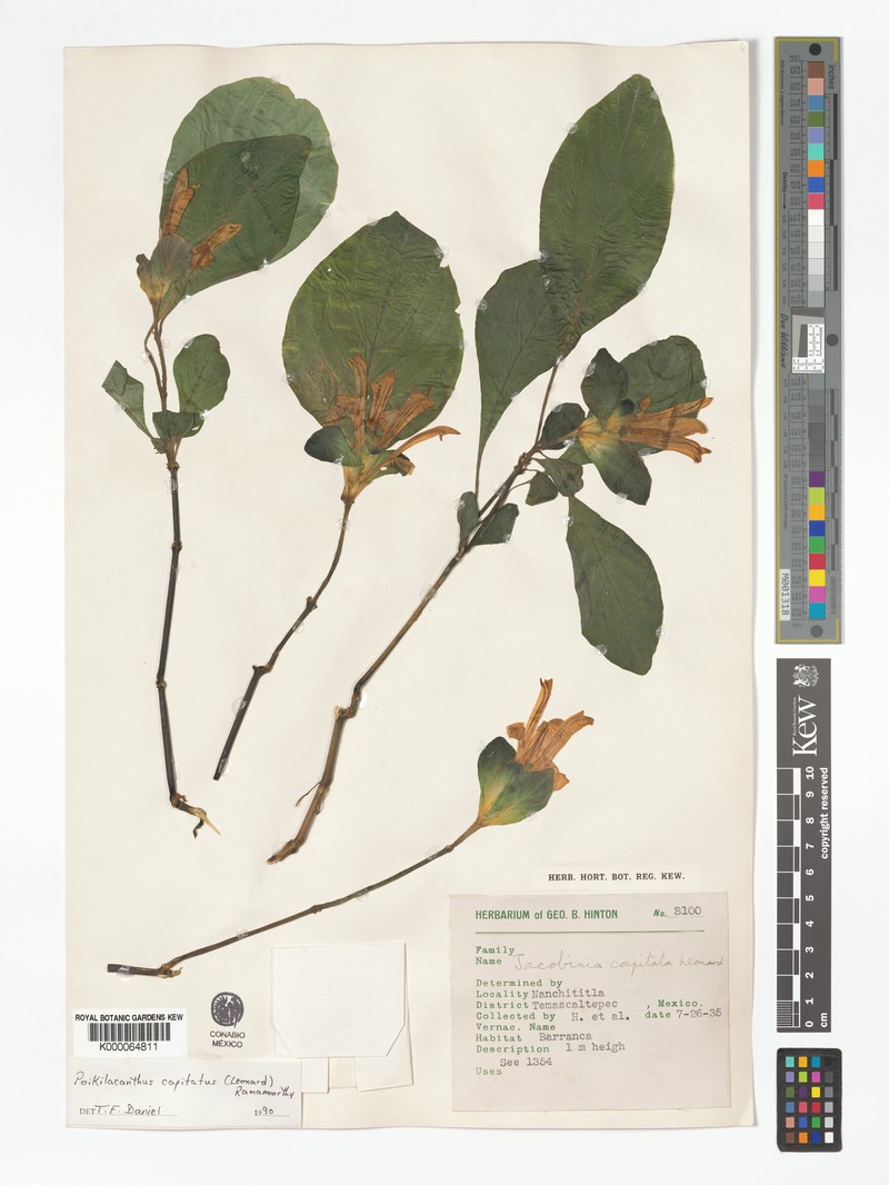 Poikilacanthus capitatus