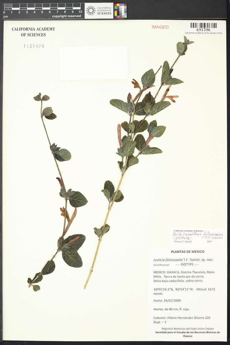 Poikilacanthus foliosepalus