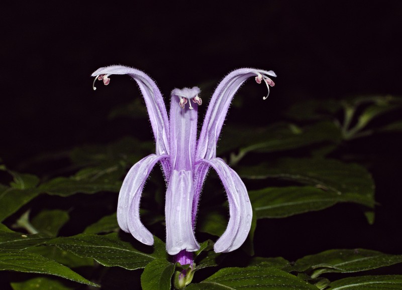 Poikilacanthus macranthus