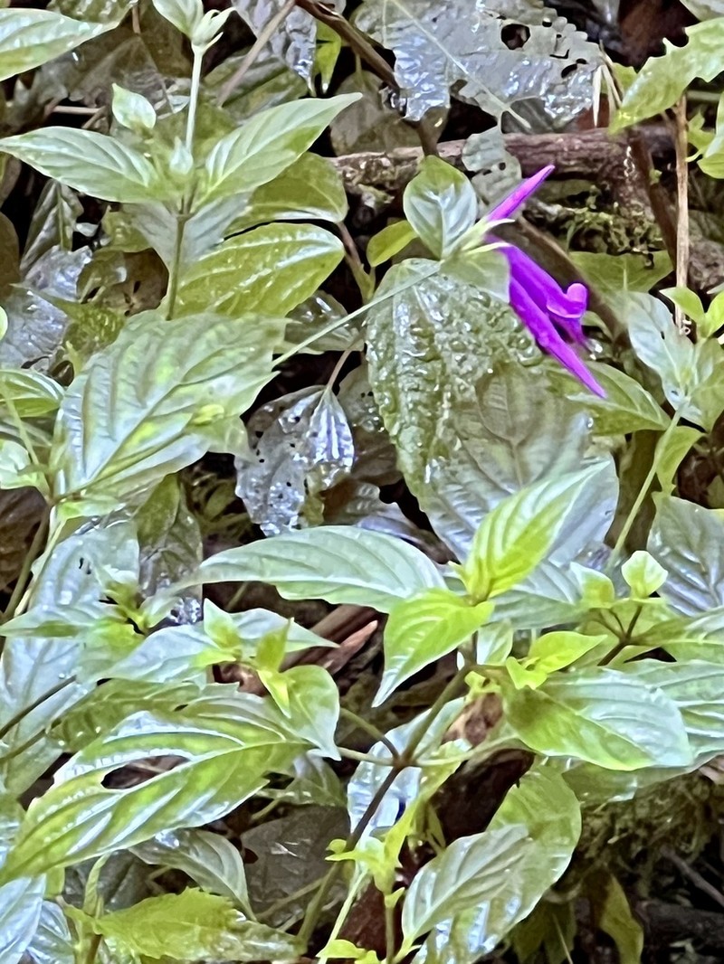 Poikilacanthus macranthus photo 2