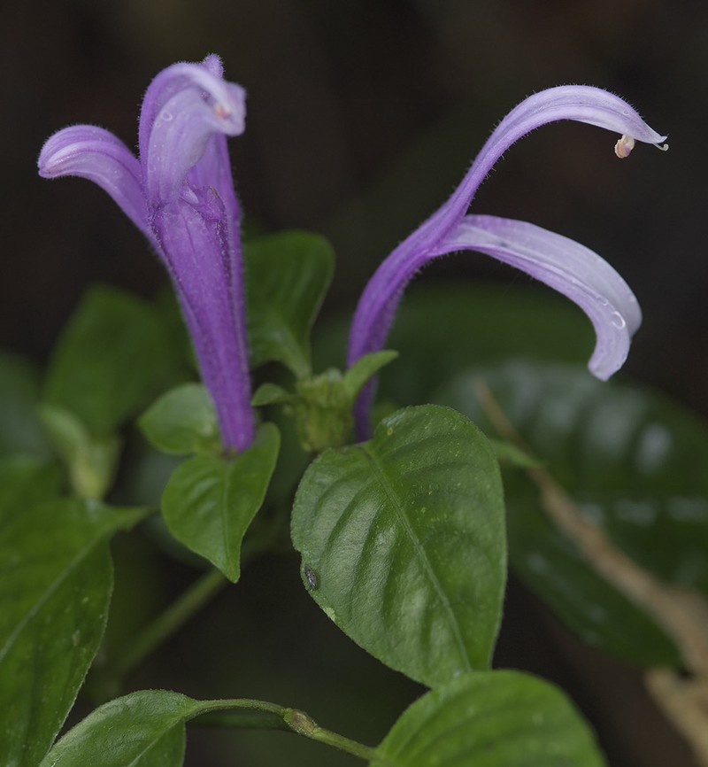 Poikilacanthus macranthus photo 3