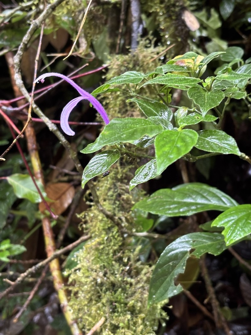 Poikilacanthus macranthus photo 4