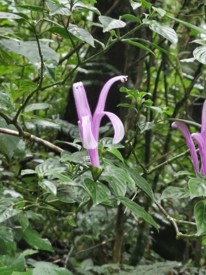 Poikilacanthus macranthus photo 5