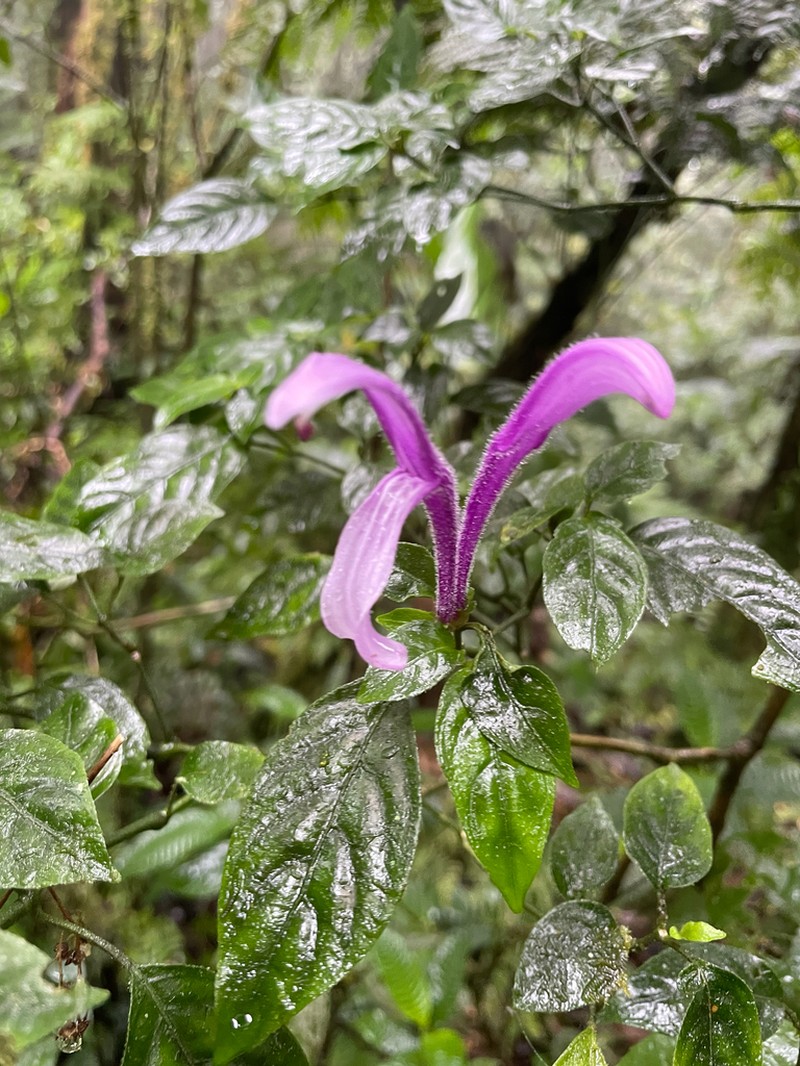 Poikilacanthus macranthus photo 6