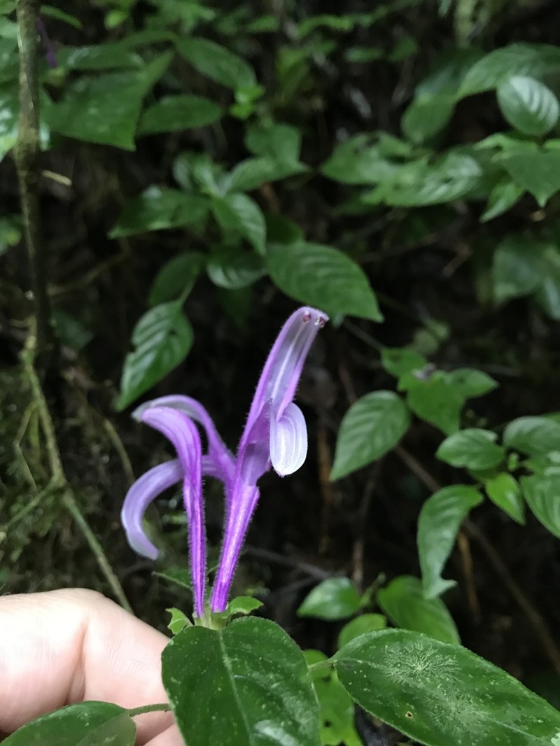 Poikilacanthus macranthus photo 7