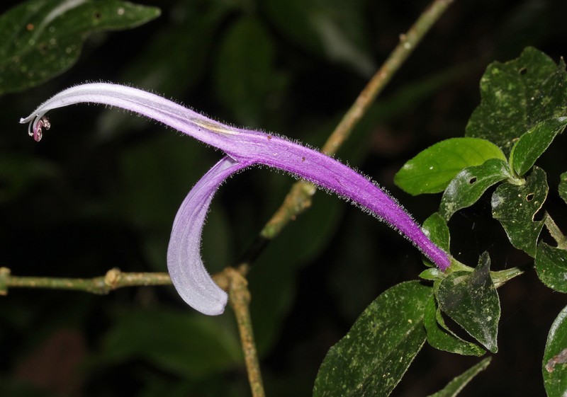 Poikilacanthus macranthus photo 8