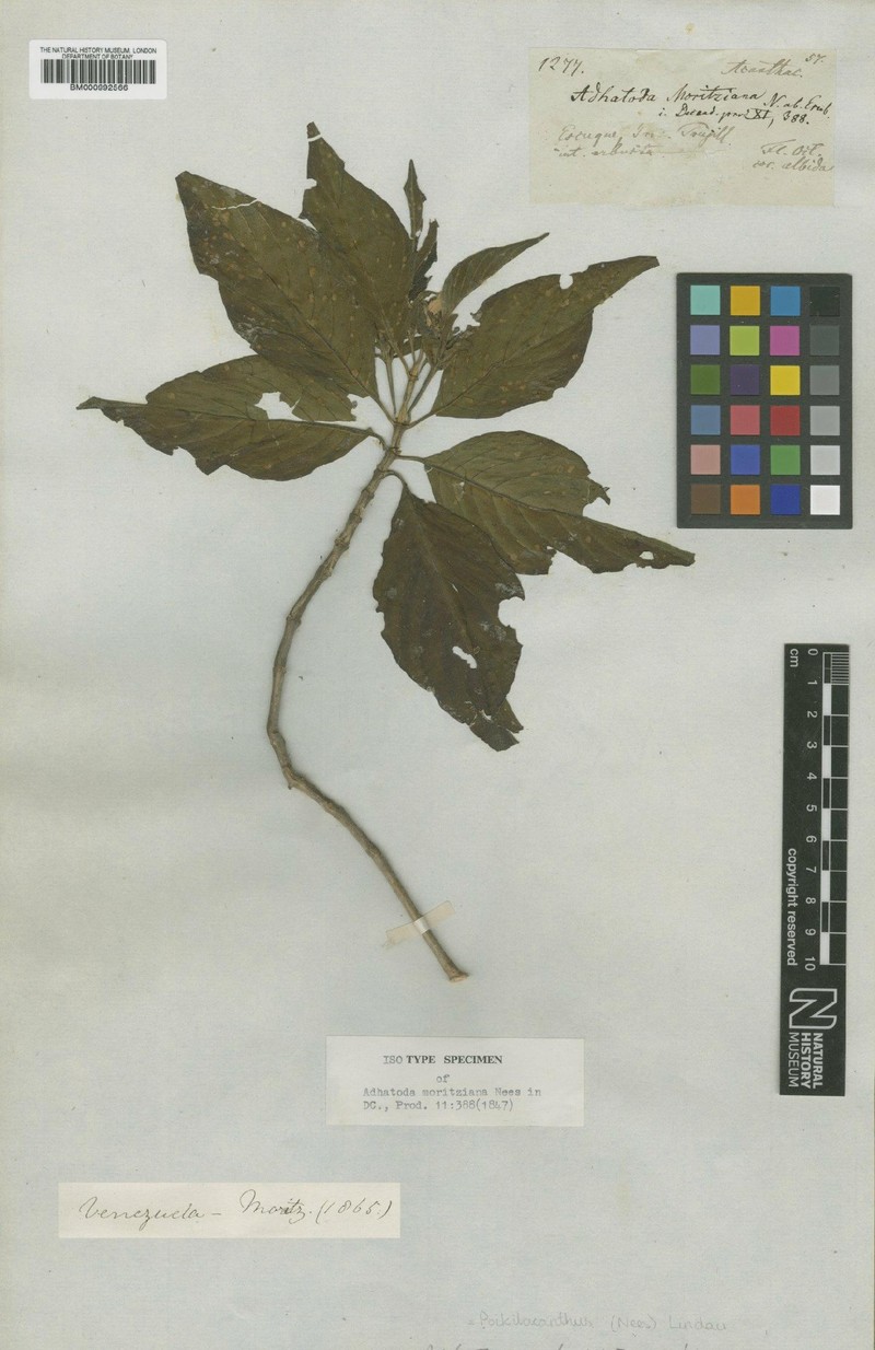 Poikilacanthus moritzianus