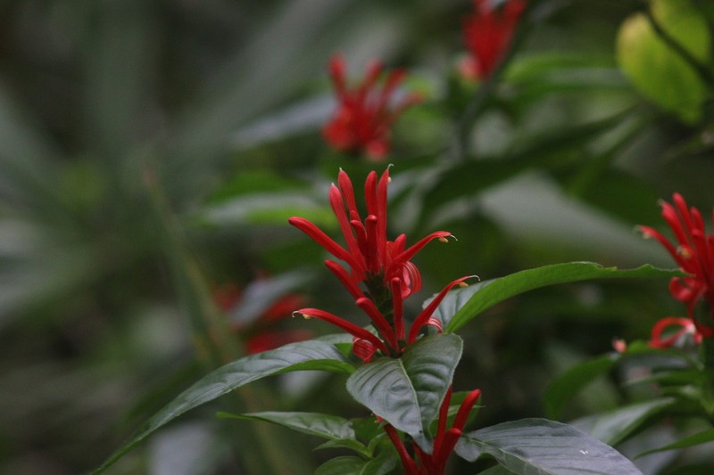 Poikilacanthus novogalicianus photo 2