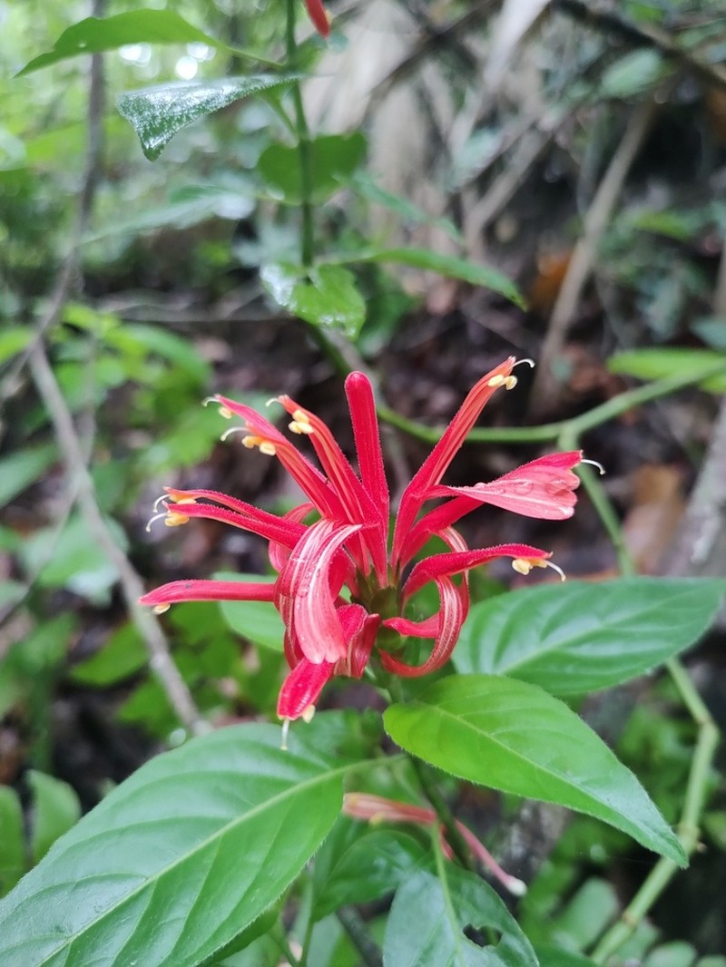 Poikilacanthus novogalicianus photo 3