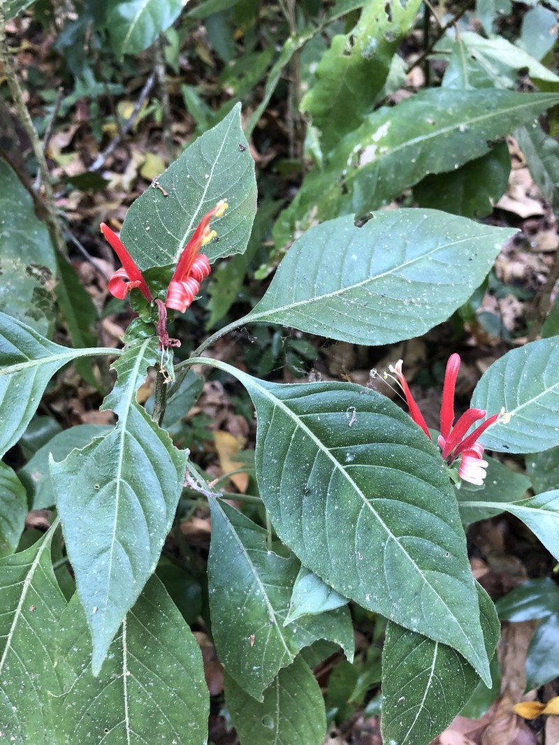 Poikilacanthus novogalicianus photo 4