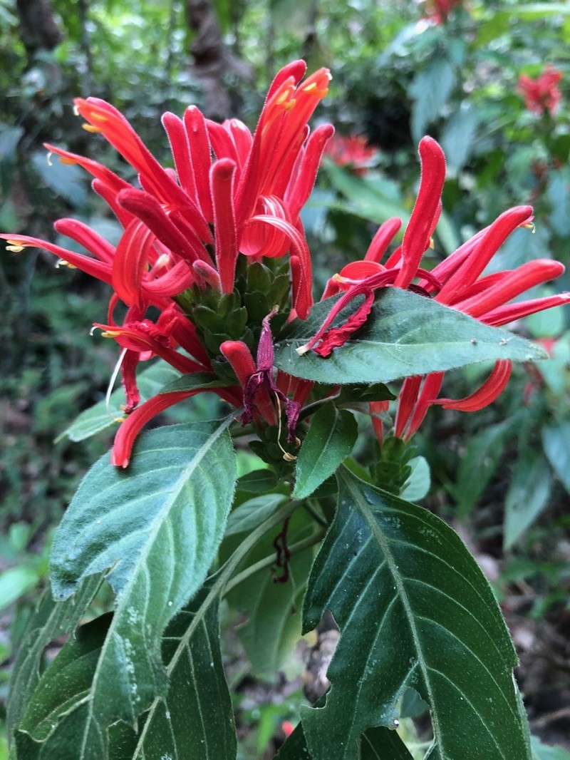Poikilacanthus novogalicianus photo 5