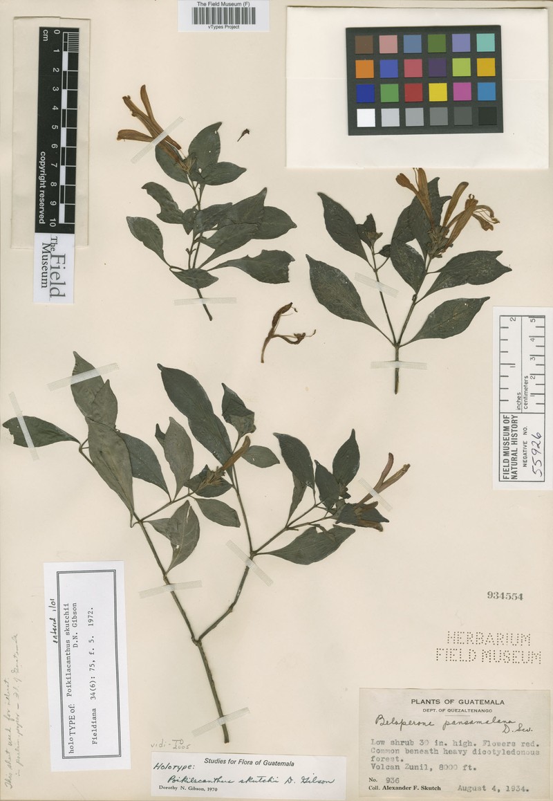 Poikilacanthus skutchii