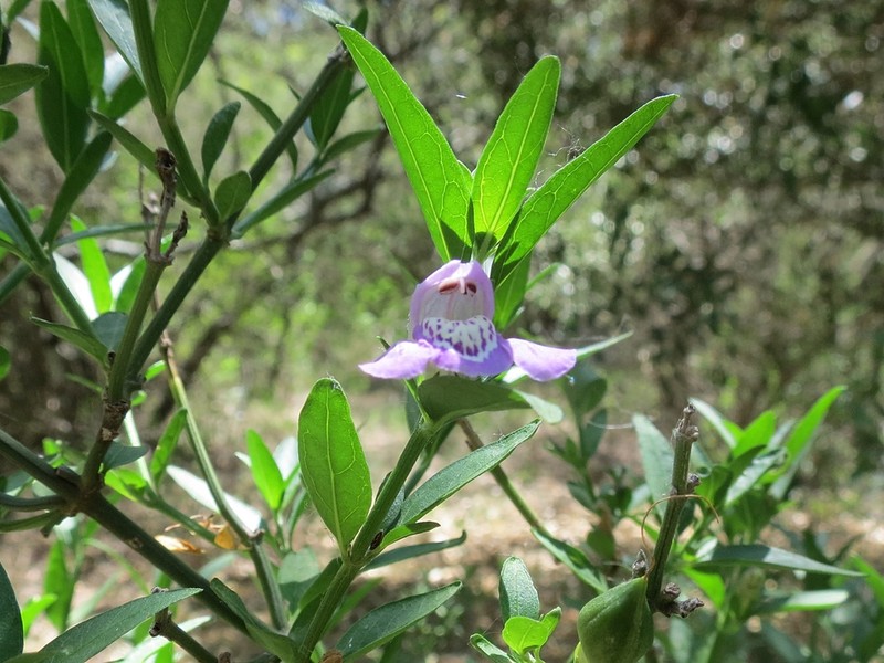 Poikilacanthus tweedieanus photo 2