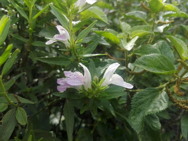 Poikilacanthus tweedieanus photo 3
