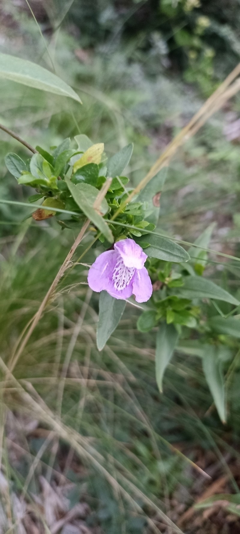 Poikilacanthus tweedieanus photo 6